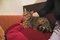 Kočičí smolaři budou hledat domov: V Řepích se představí na jarní umisťovací výstava koček