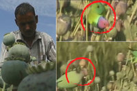 Gangy závislých papoušků kradou farmářům makovice, „sjíždí se“ z nich opiem