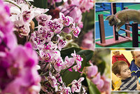 Tipy na víkend: Nechte se omámit orchidejemi, zajděte na závod králíků nebo si hrajte jako děti