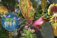 Koktejl barev ze všech koutů světa: Exotická výstava orchidejí v Praze otevírá brány