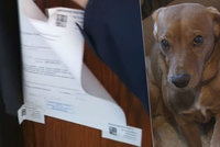 Exekutor zapečetil byt se dvěma psy! Zvířata mohla zemřít kvůli 13 tisícům