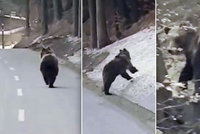 VIDEO: V Beskydech natočil medvěda! Pobíhal kolem silnice a vůbec se nebál