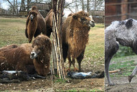 Unikátní zážitek v Brně: Majda porodila velblouďátko před zraky návštěvníků zoo