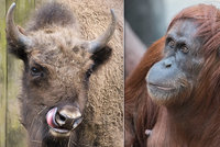 Víkend v Zoo Praha: Třicetiny orangutaní dámy Mawar a loučení s Prťkou