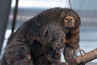 Opičí kulturistka fascinuje návštěvníky zoo. Obří svaly má dominantní samice