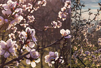 Dechberoucí podívaná na Petříně: Mandloně jsou v plném květu, letos si pospíšily
