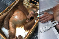 Na letišti zatkli zdrogovaného orangutana, vezl ho podezřelý turista