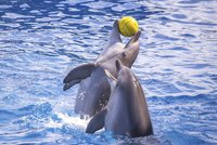 Turisté mají utrum, s delfíny si už nezaplavou. Vláda vydala přísné nařízení