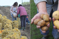 Kilo brambor stojí i přes 20 korun. Pěstitelé řekli důvod a hlásí vyprodáno