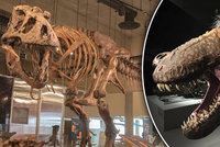 Vědci poskládali rekordního tyrannosaura: „Drobeček“ měřil 13 metrů a vážil 10 tun
