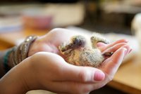 Mláďata ve světě velkoměsta: Zookoutek v Chuchli odkryje příběhy pražských zvířat
