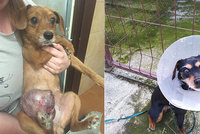Zbídačení psi se pářili s příbuznými a měli obří nádory: Ochránci zvířat nevěřili vlastním očím
