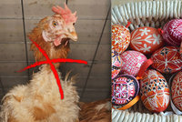 Velikonoční pohroma: Plato vajec zdraží až o 30 korun, slepicím se uleví