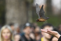 Ve Stromovce vypustili do přírody přes 50 netopýrů. Přihlížely stovky lidí