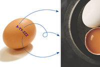 Umíte „číst“ skořápku? A proč vejce skladovat špičkou dolů? Tohle vás překvapí!