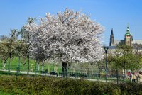 Velká velikonoční předpověď: Po mrazech dorazí do Česka opravdové jaro