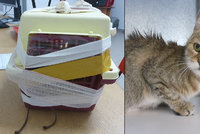 Vyděšená a obalená ve vlastních výkalech: K popelnicím na Opatově někdo vyhodil kočku v přepravce