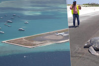 Srdcervoucí záběry z Malediv: Želva se vrátila naklást vajíčka na rodnou pláž, našla jen asfalt nové ranveje