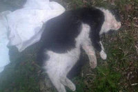 Skupina dětí umučila kočku v Karviné: Policie už tuší, kdo běsnil