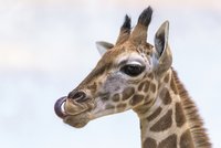 Benjamínek žirafí rodiny pražské zoo: Dvouměsíčnímu samečkovi dali jméno Matyáš