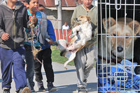 Brutální týrání psů v romské osadě: 9 se jich podařilo zachránit, dalších 20 na záchranu čeká