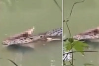 Potápěče (†30) napadl krokodýl: Zakousl se mu do rozkroku a odvlekl ho pryč!