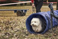 Den se štěkajícími chlupáči: Happy dog show nabídne výstavu psů i hry pro celou rodinu