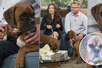 Richardovi "oživili" psa po 5 měsících! Zaplatil dva miliony