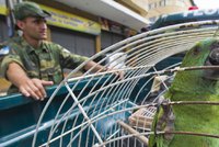 Papoušek v Brazílii varoval dealery před policií. Výslech se nepovedl, držel zobák
