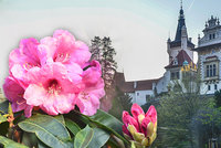Pohádkový Průhonický park: Nenechte si ujít kvetoucí rododendrony!