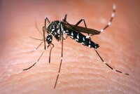 Komár přenášející viry zika a dengue expanduje ve Francii. Pronikl i na Moravu