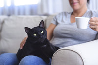 Máte doma kočku „v důchodu“? Tohle podle odborníka nesmíte v péči zanedbat!