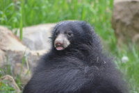 Unikát ve zlínské zoo: Medvídek pyskatý už skotačí ve výběhu!
