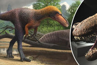 Vědci popsali nového příbuzného Tyrannosaura: Svému „bratranci“ by se vešel do tlamy