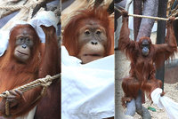 Orangutani v pražské zoo si uspořádali prostěradlovou párty:  Baf, jsem bubák!