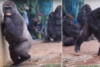 Gorilí rodiny zaskočil déšť. Znechuceně se před kapkami utekly schovat