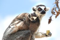 „Mohou dostat covid stejně snadno jako lidé.“ Zoo Praha zavírá expozici lemurů a Indonéskou džungli
