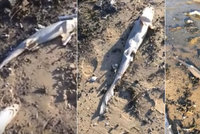 Na pláži ležely stovky mrtvých žraloků: Zaživa jim uřízli ploutve a hodili je zpět do moře