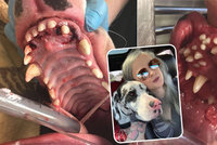 Majitelka německé dogy byla v šoku. Zjistila, že její pes má 70 zubů