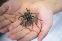 Osminohý unikát: Pražskou zoo zdobí chlupatá krasavice z Moravy, největší druh pavouka v Evropě