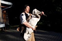 Pražští pelikáni vyrazili na cestu ke královně Alžbětě II.: Budou zdobit londýnský park