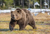 Medvědovi se už do Rakouska nechce: Zalíbilo se mu u Břeclavi a usadil se v lese