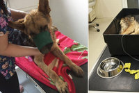 Sedmiletý chlapec prý téměř ubil psa tyčí: Zvíře bojuje o život na veterině