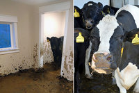 Tři krávy byly měsíc zavřené v novostavbě: Proměnily ji v ruinu