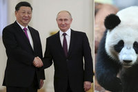 Zvířecí politika: Putin vzal prezidenta na pandy, oba vychvalovali vzájemné vztahy
