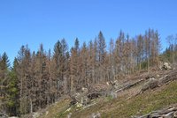 Kůrovec a sucho mění i lesní školky: Výrazně stoupl zájem o listnáče, zdražují