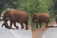 Video, které vám zlomí srdce: Smuteční průvod slonů! Mrtvému mláděti troubili na rozloučenou