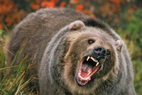 Houbaři, pozor! Na jižní Moravě běhá v lesích medvěd: Chystá se „emigrovat“ do Rakouska