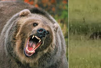 Na Valašsku se objevil medvěd. „Skočil mi přes cestu,“ tvrdí autor videa