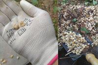 Hrůzný objev na zahradě na Svitavsku: Pod dlažbou našli tisíce zubů!